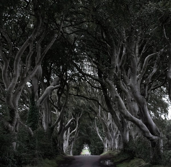 DON'T GET LOST IN THE DARK HEDGES...