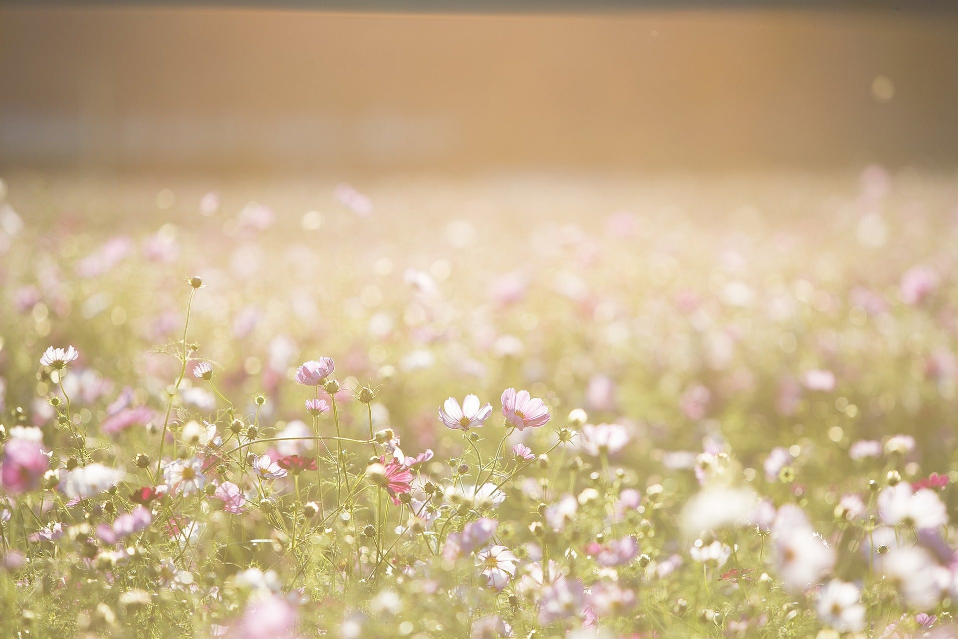 field of flowers