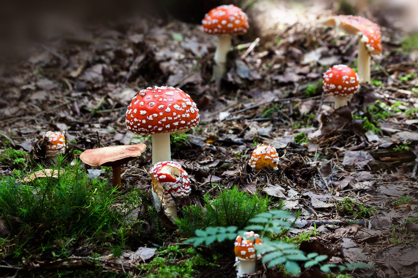 red capped mushrooms on the forest floor