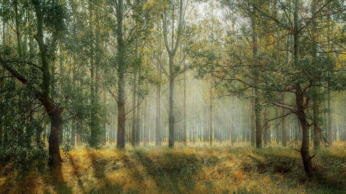 Tolkien Tidings November 2nd, 2022 Edition