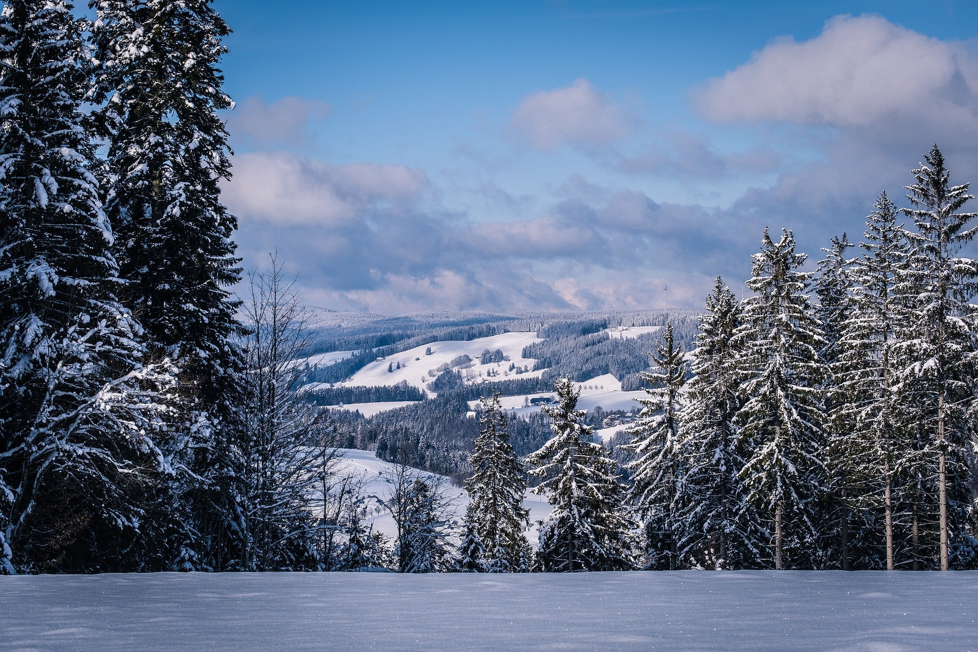 Hunting the Yule Tree