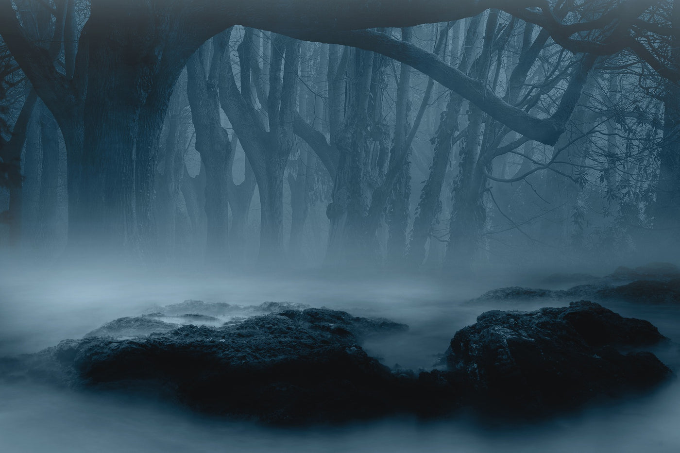 misty forest, dark spooky