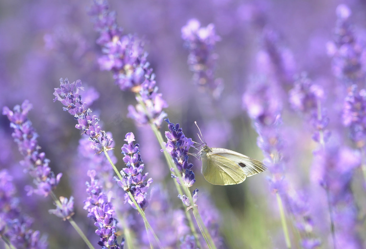 A Visit to the Lavender Fields