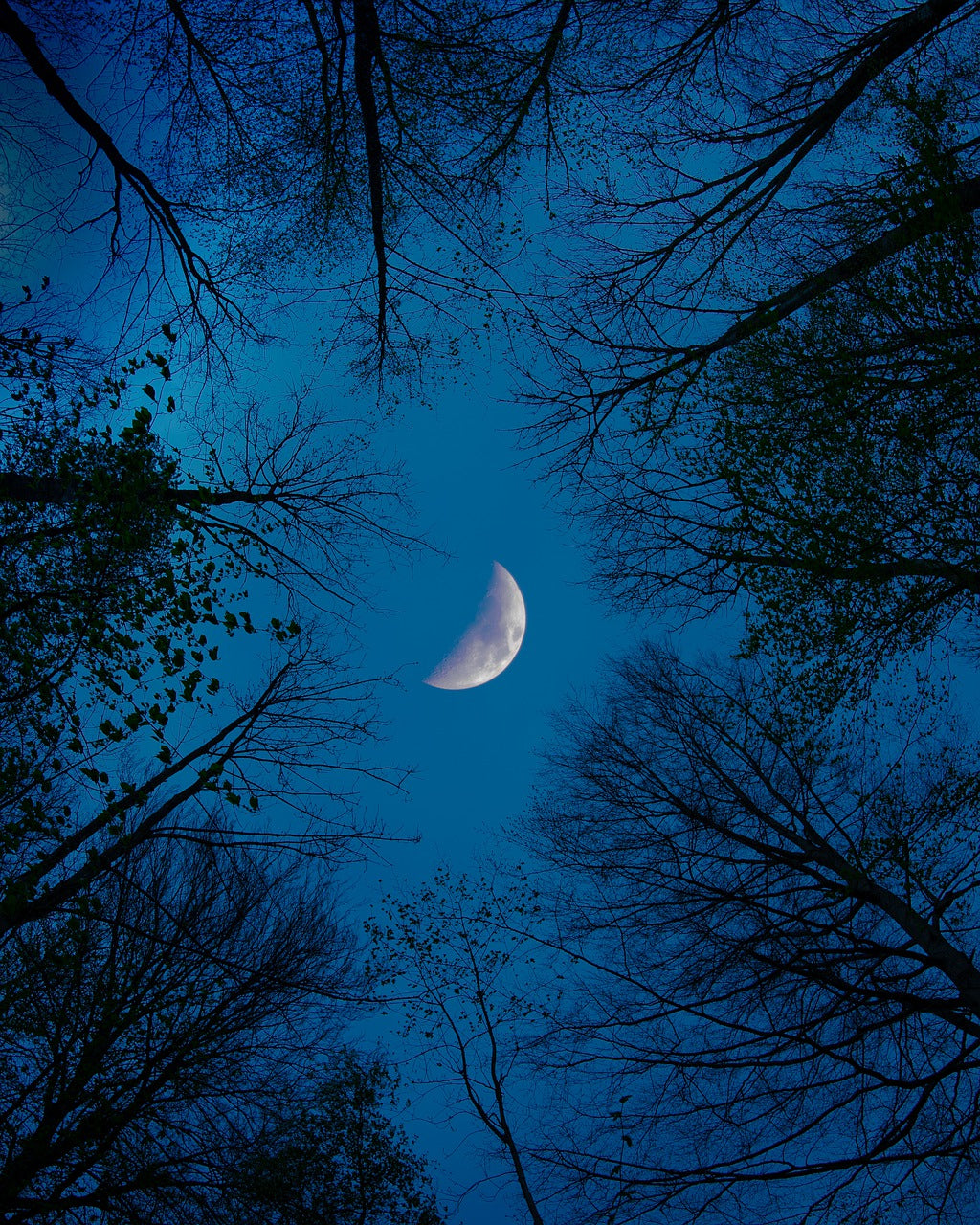 moon in the trees. 