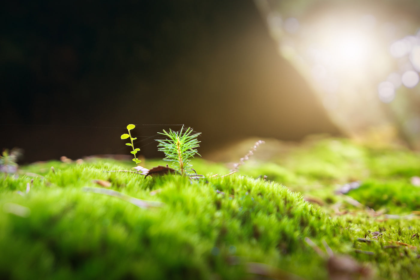 The Sapling Arrives