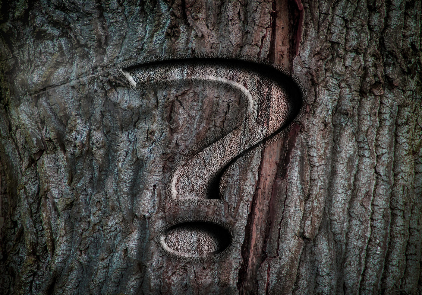 question mark carved into a tree