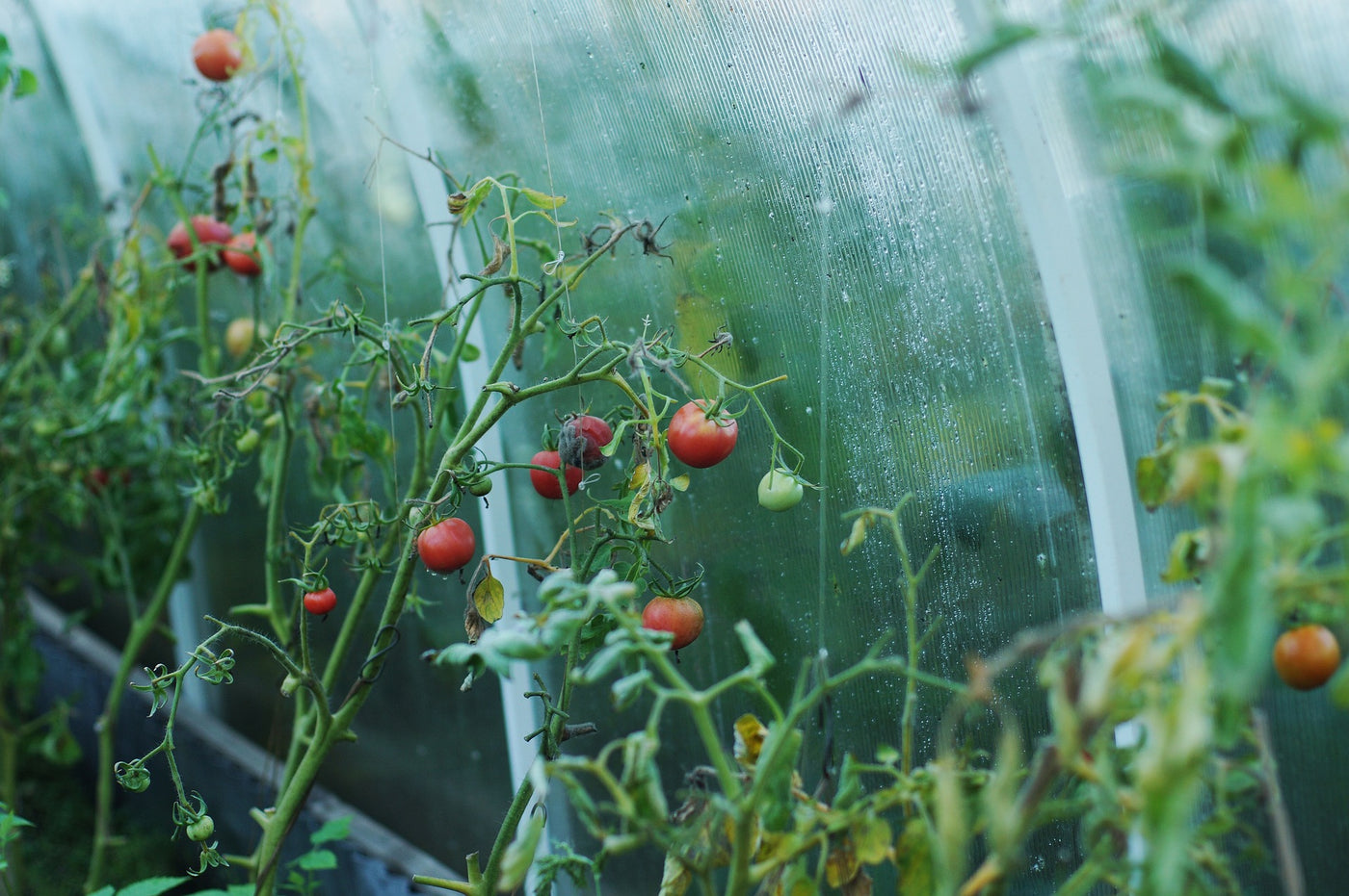 tomatoes in a greenhouse on a rainy day