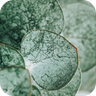 Fresh Eucalyptus