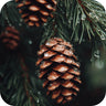 White Pine 
