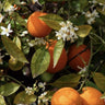 Bergamot Ember